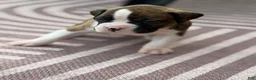 Boxer dogs for sale: Puppy 1 - Ad 1