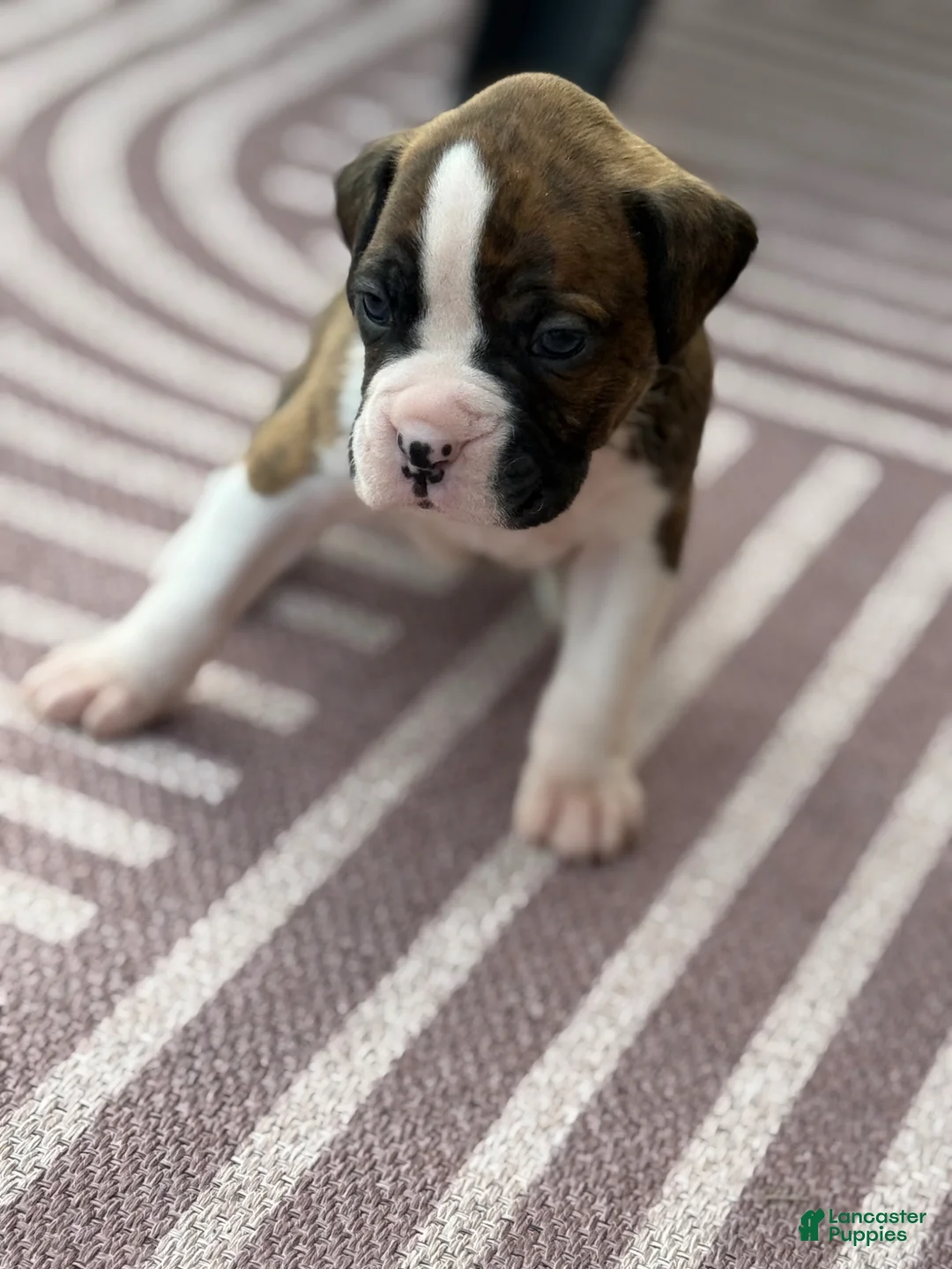 Boxer dogs for sale: Puppy 1 - Ad 1