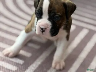 Boxer dogs Puppy 1 - Ad 39