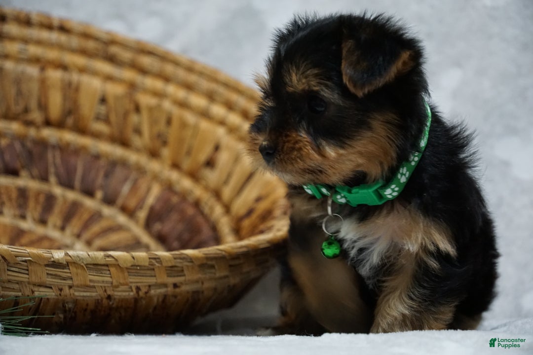 Yorkshire Terrier dogs for sale: Daffodil - Ad 5