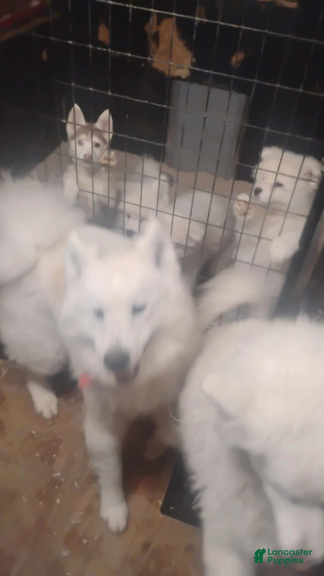 Samoyed dogs for sale: Samoyed Puppy 2 - Ad 5