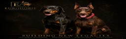 Doberman Pinscher dogs for sale: Olive - Ad 3