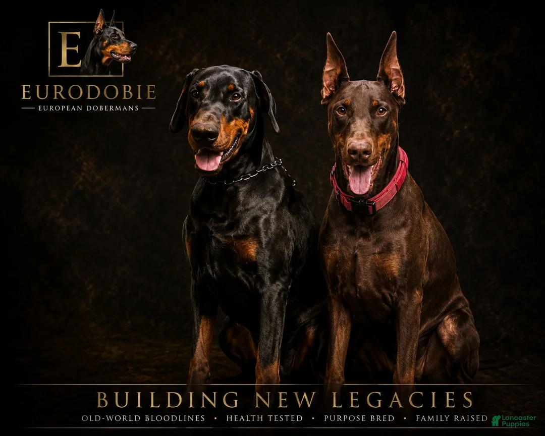 Doberman Pinscher dogs for sale: Olive - Ad 5