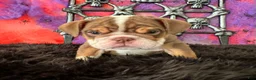 English Bulldog dogs for sale: Nugget - Ad 3