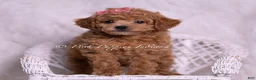 Toy Poodle dogs for sale: Mango - Ad 6