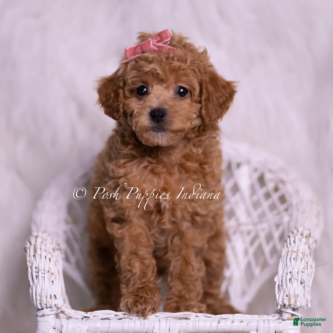 Toy Poodle dogs for sale: Mango - Ad 6