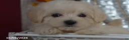 Maltipoo dogs for sale: Raelyn - Ad 3