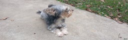 Yorkiepoo dogs for stud: Freddy Jrs - Ad 6