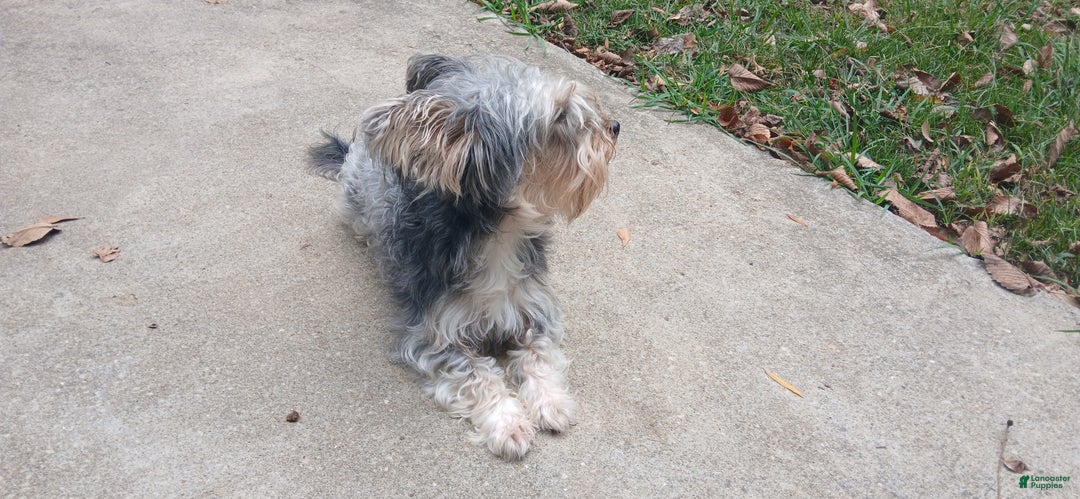 Yorkiepoo dogs for stud: Freddy Jrs - Ad 6