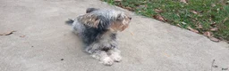 Yorkiepoo dogs for stud: Freddy Jrs - Ad 6
