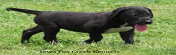 Great Dane dogs for sale: Mitzi - Ad 5