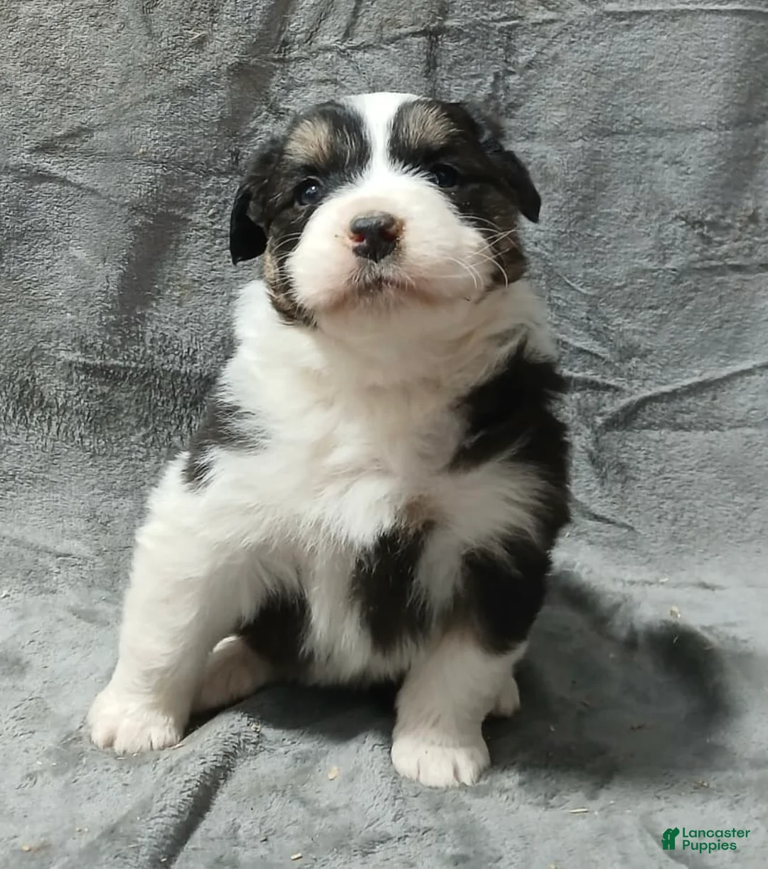 Australian Shepherd dogs for sale: Pascal - Ad 3