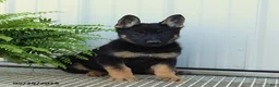 German Shepherd dogs for sale: Tessa - Ad 3