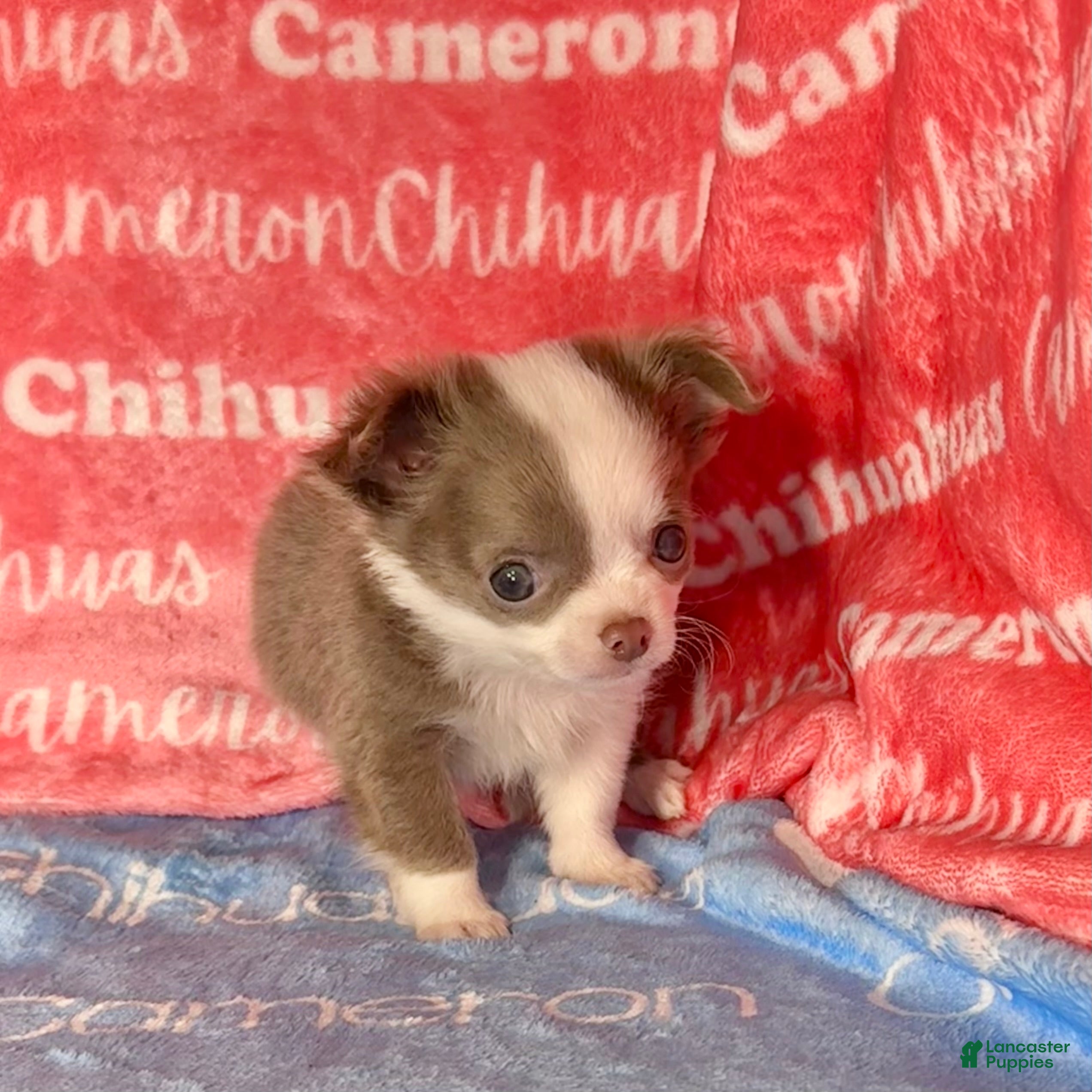 Chihuahua dogs for sale: Faline Micro Long Coat Lavender - Ad 2