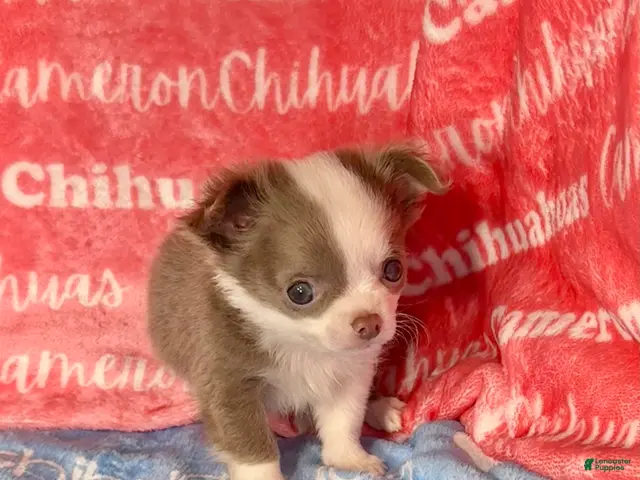 Chihuahua dogs for sale: Faline Micro Long Coat Lavender - Ad 2