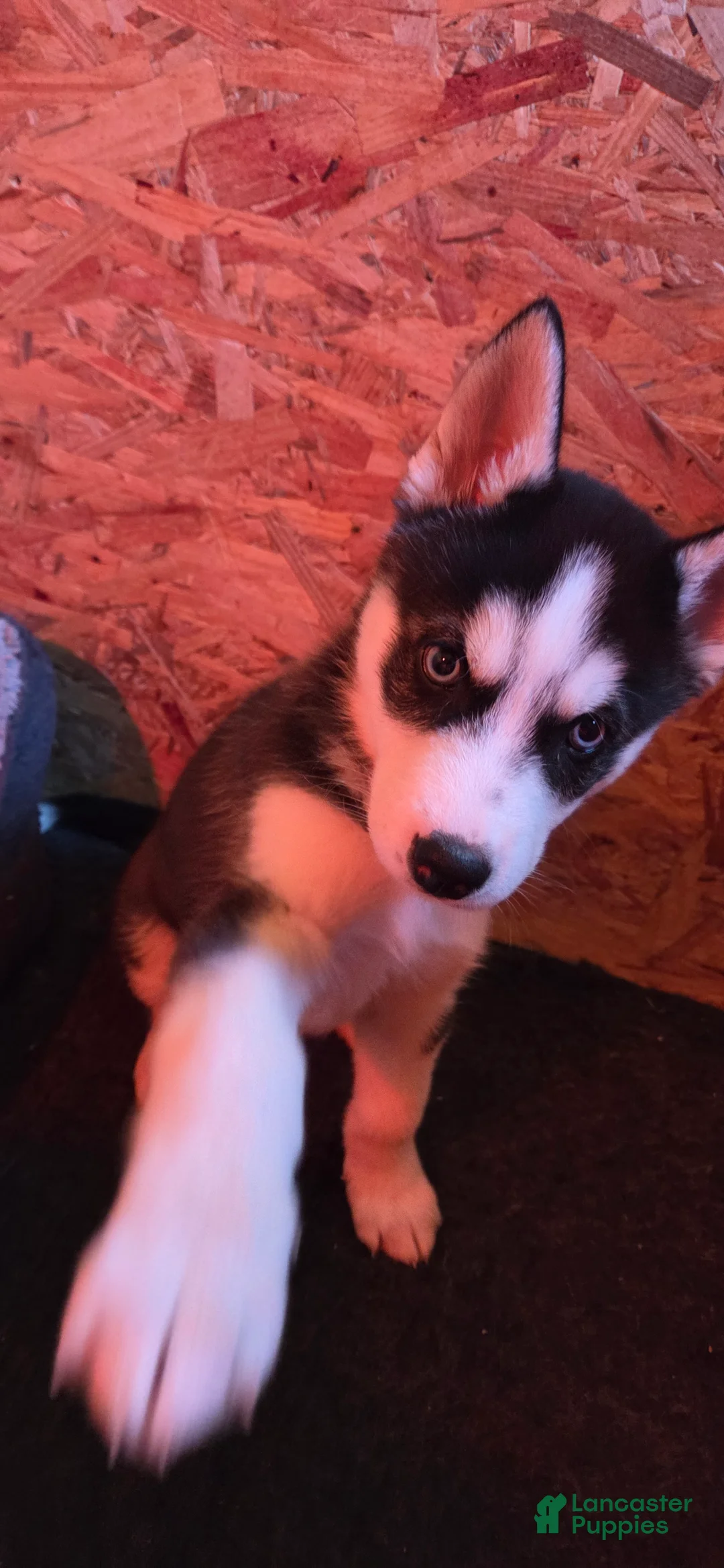 Siberian Husky dogs for sale: Siberian Husky Puppy 2 - Ad 3