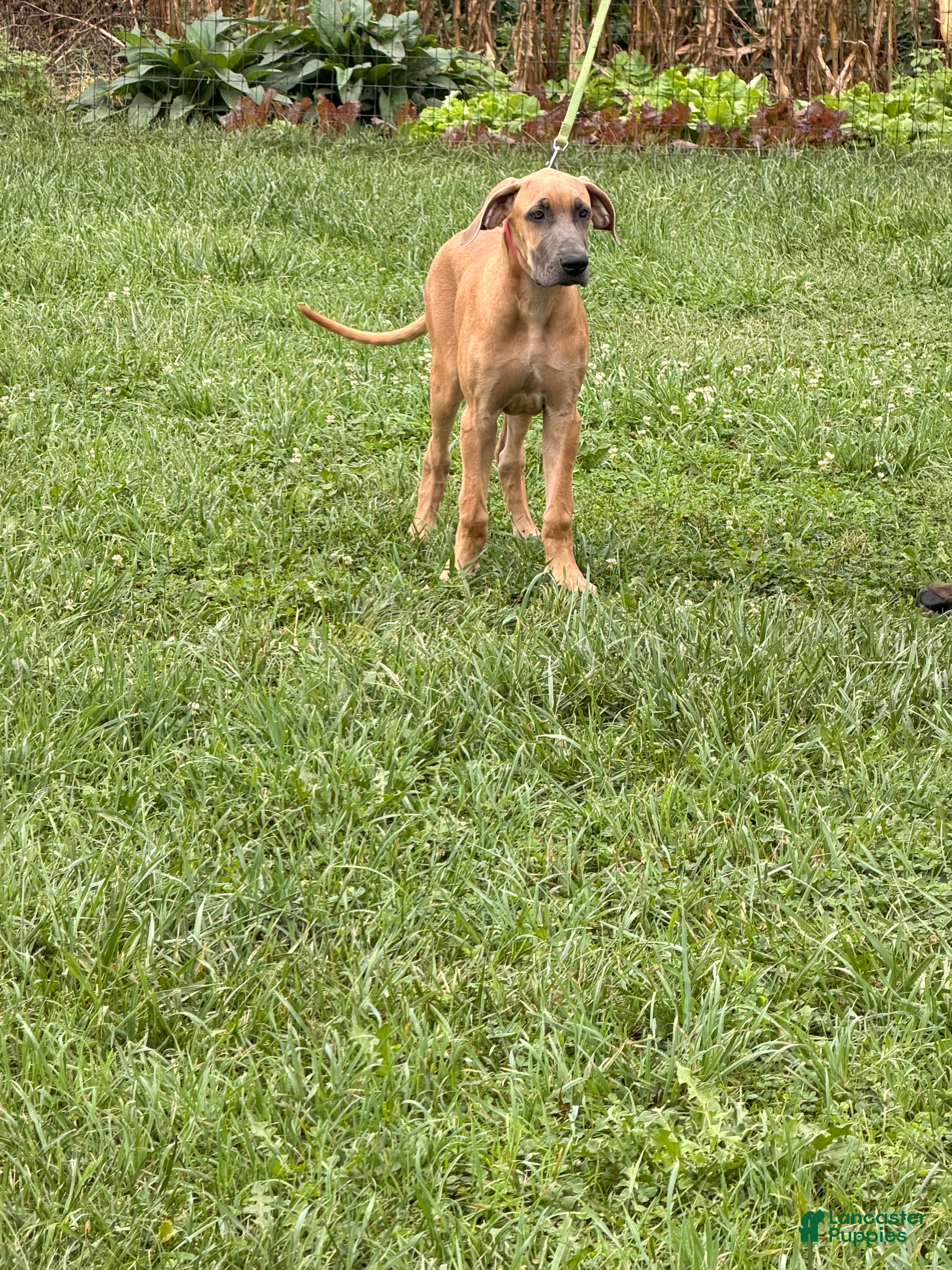 Great Dane