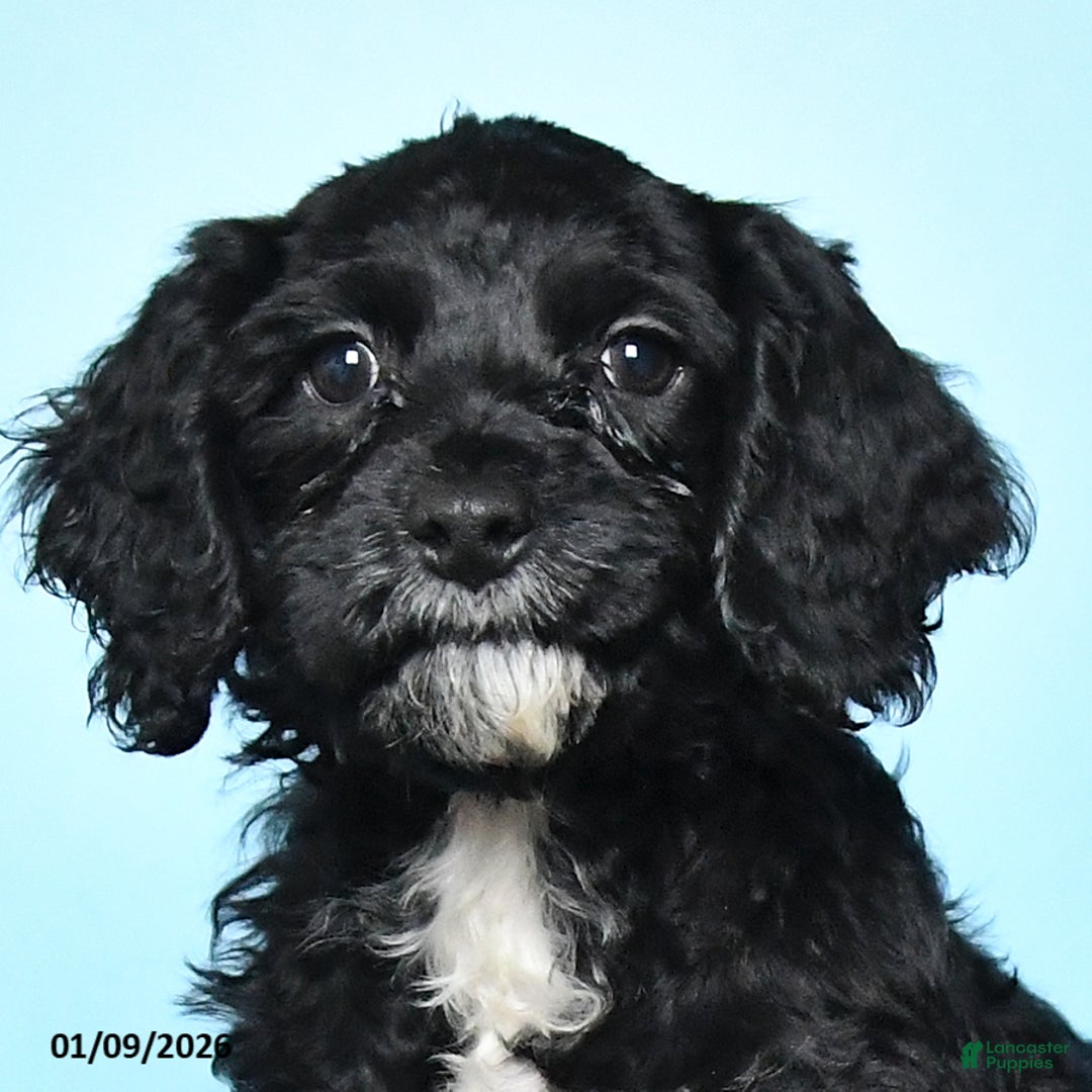 Cockapoo dogs for sale: Maggie - Ad 5