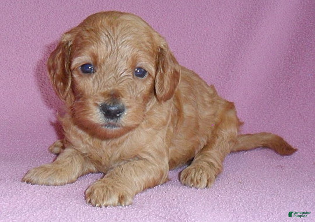 Cockapoo dogs for sale: Lola - Ad 5