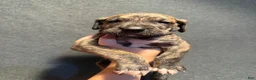 Great Dane dogs for sale: Dark Green Collar - Ad 4