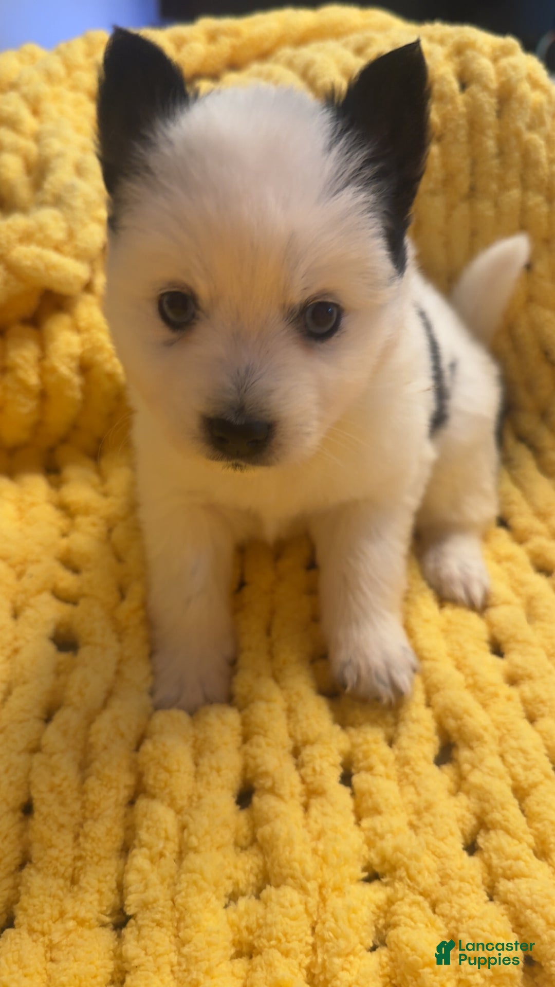 Pomsky dogs for sale: White Male with black spots - Ad 5