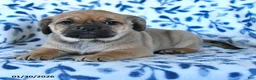 Puggle dogs for sale: Sprout - Ad 3