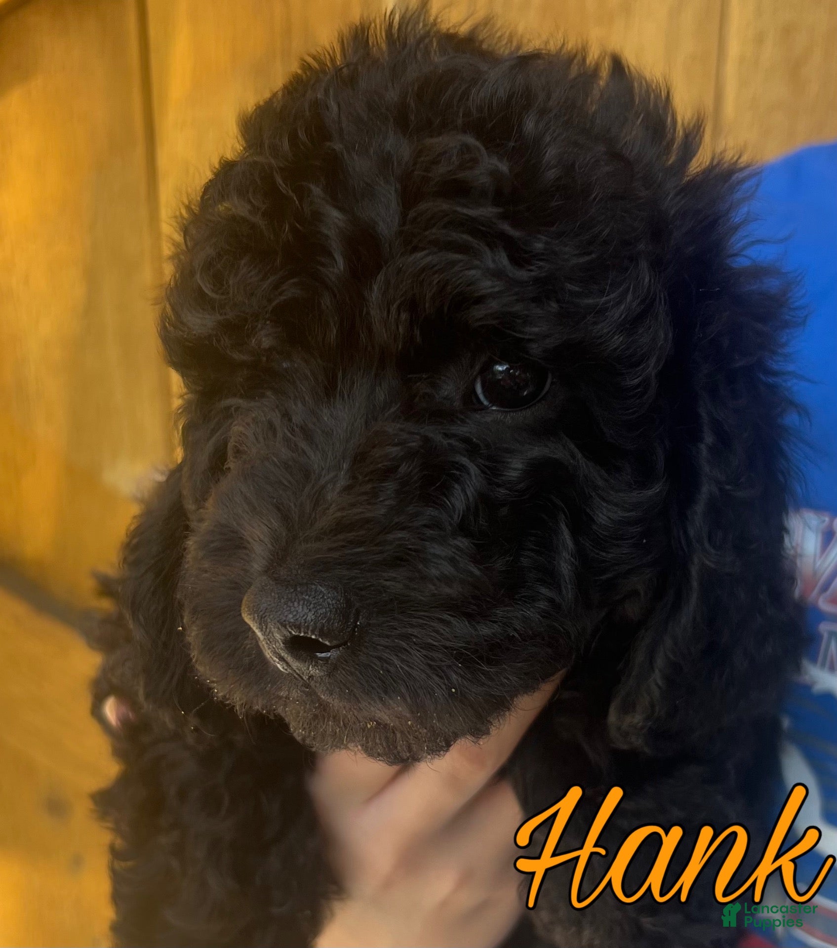 Cavapoo dogs Hank - Ad 34