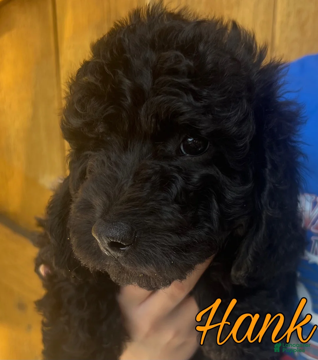 Cavapoo dogs for sale: Hank - Ad 1