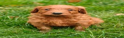 Goldendoodle dogs for sale: Nutmeg - Ad 12