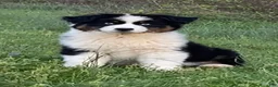 Australian Shepherd dogs for sale: Australian Shepherd Puppy 1 - Ad 5