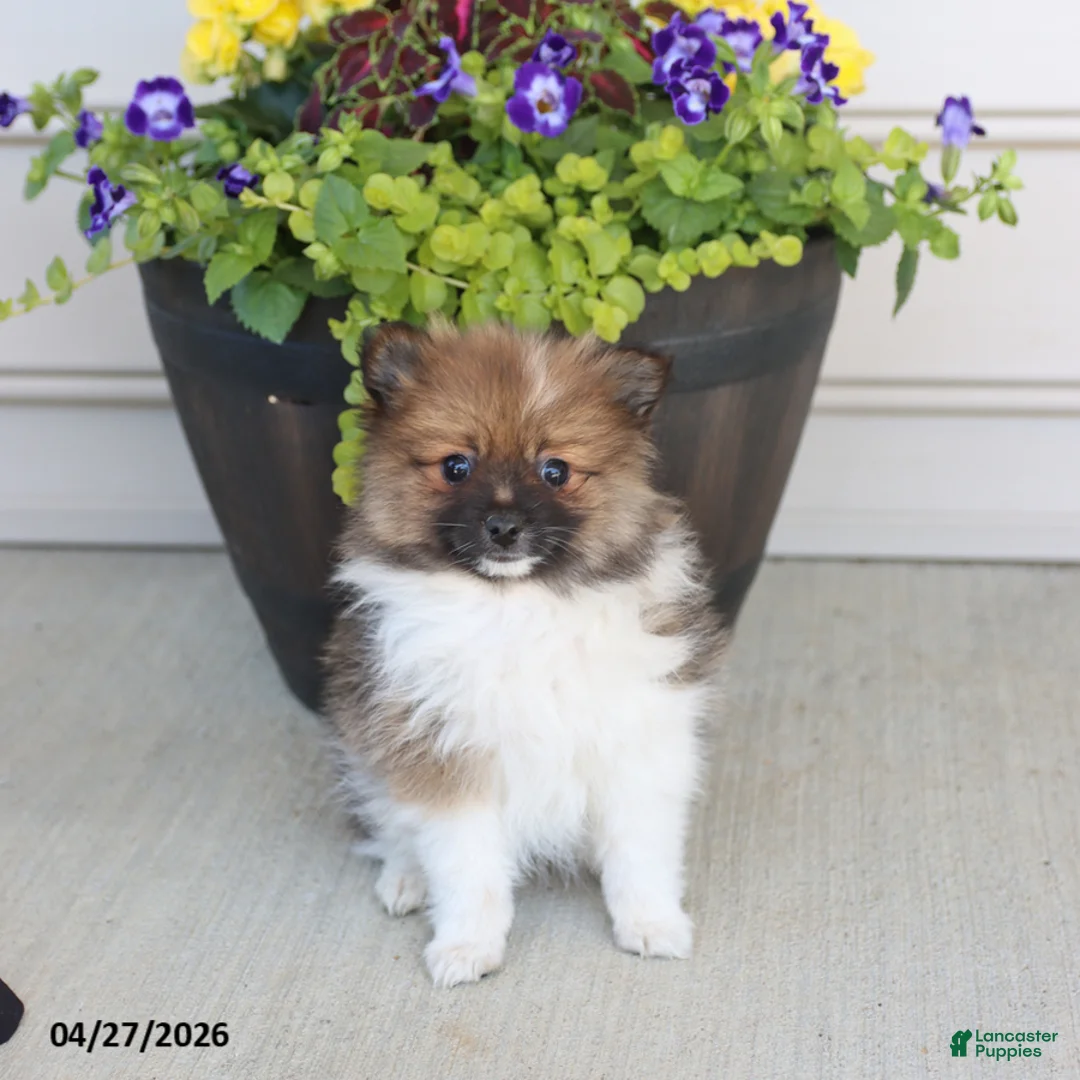 Pomeranian dogs for sale: Taffy - Ad 3