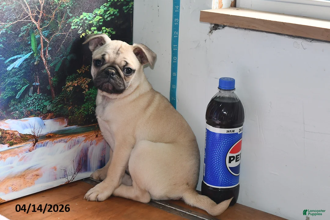 Pug dogs for sale: Valentina - Ad 2
