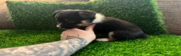 Mixed Breed dogs for sale: Auggie Female Tri (purple collar) - Ad 5