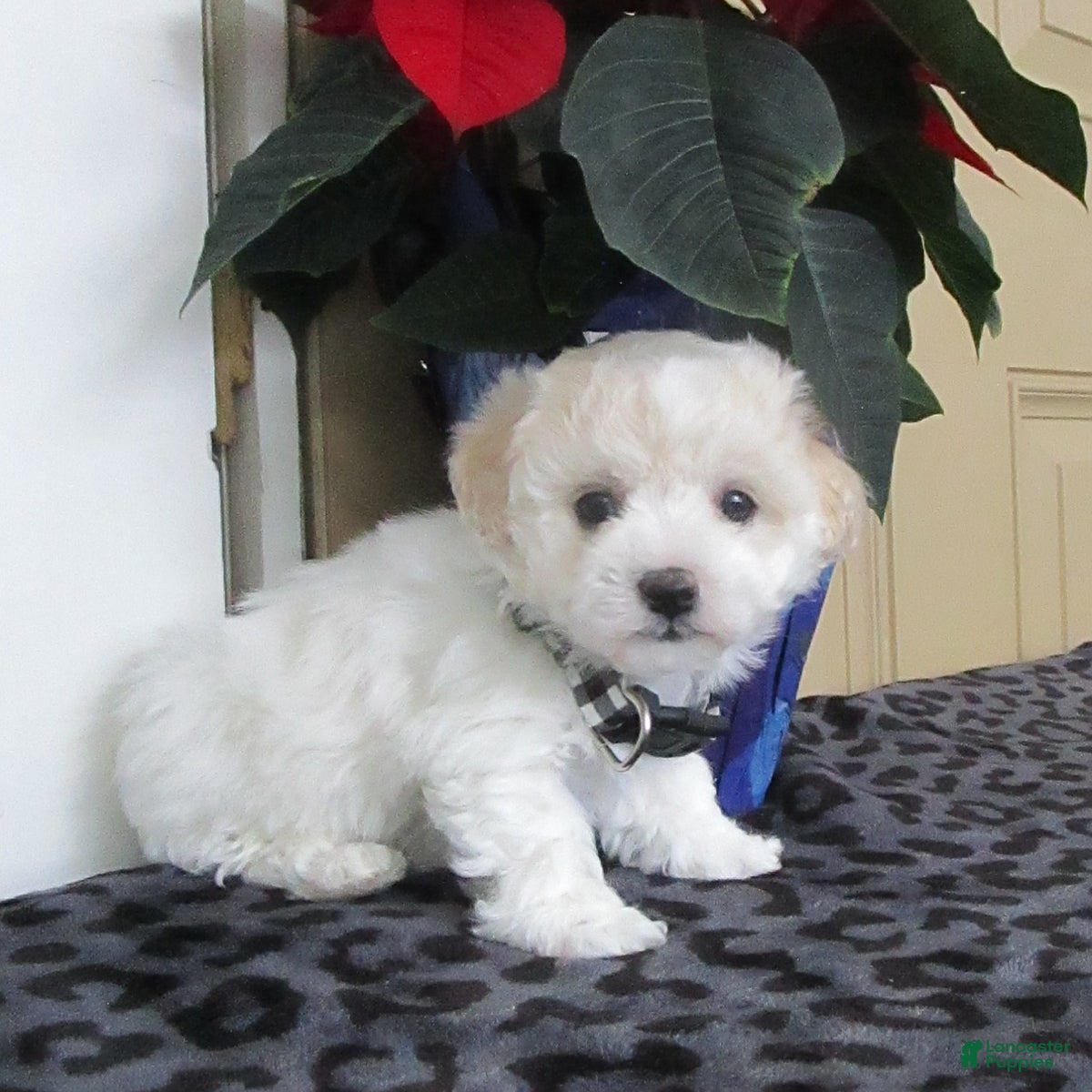 Bichpoo dogs Korrie - Ad 40