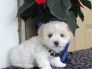 Bichpoo dogs Korrie - Ad 40