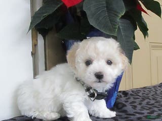 Bichpoo dogs Korrie - Ad 38