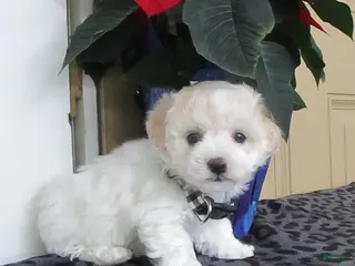 Bichpoo dogs Korrie - Ad 5