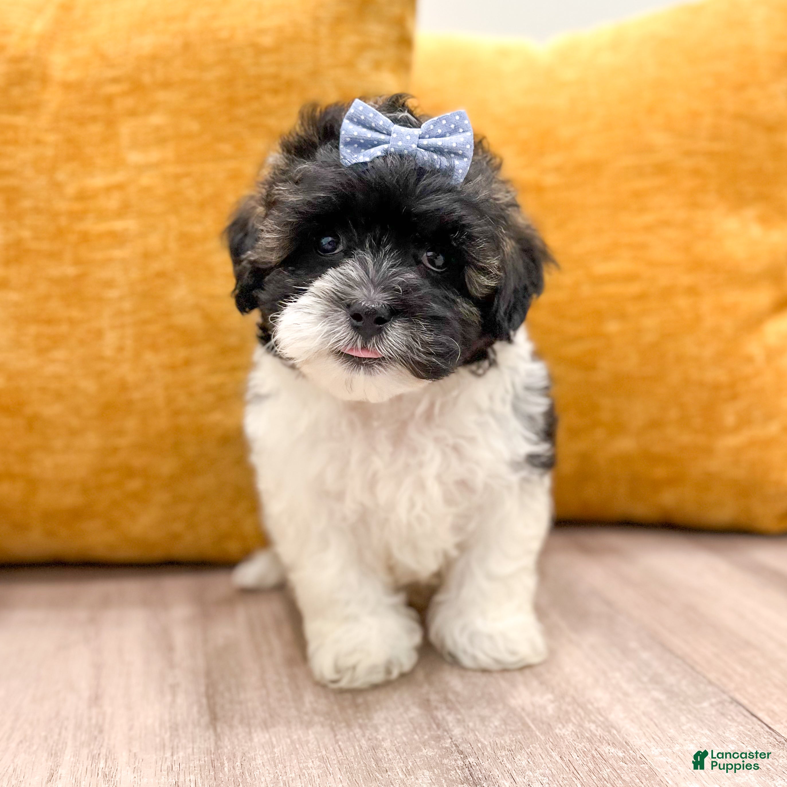 Shihpoo dogs Sparky - Ad 1