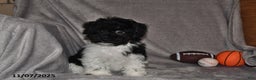 Havanese dogs for sale: Jack  - Ad 8
