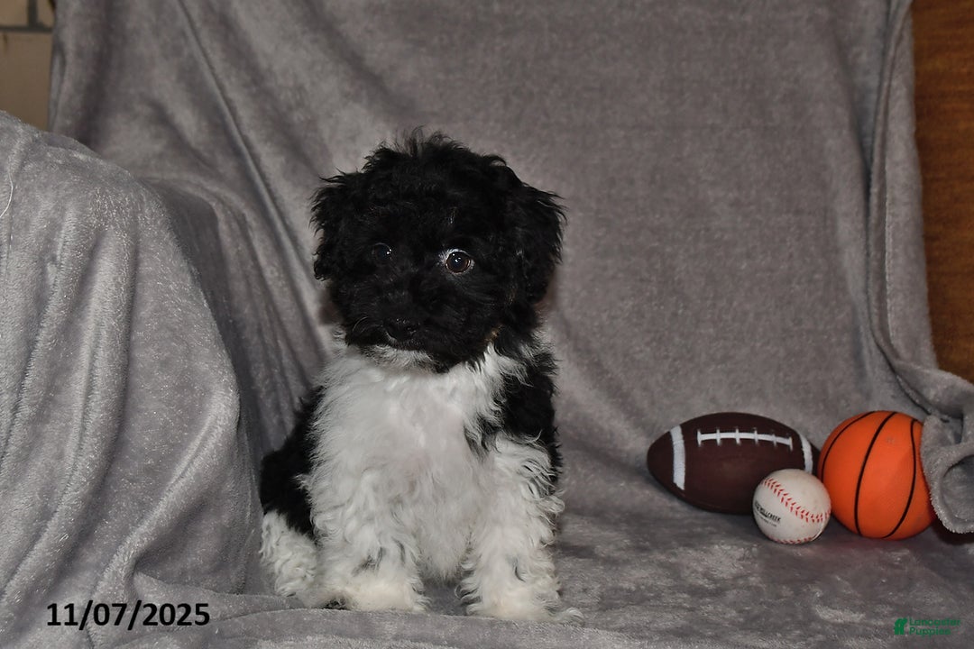 Havanese dogs for sale: Jack  - Ad 8