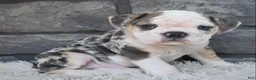 Beabull dogs for sale: Tank - Ad 1