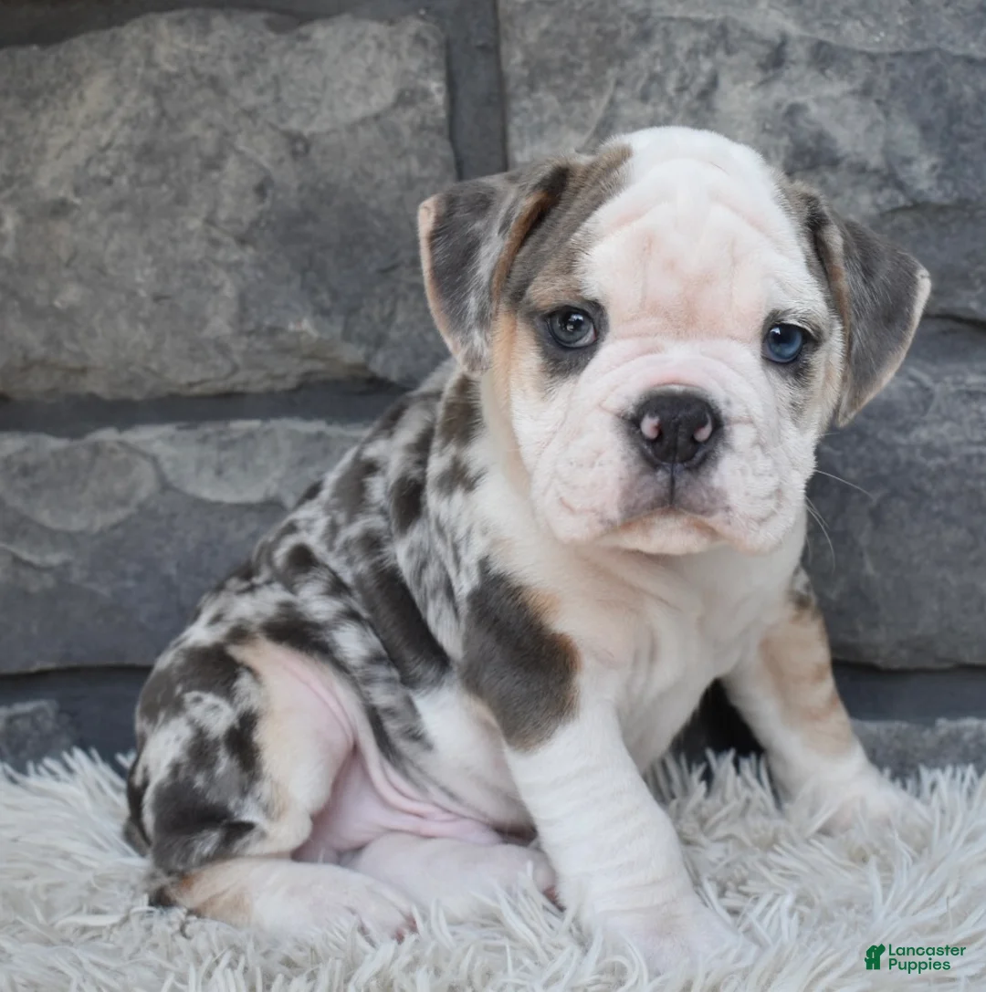 Beabull dogs for sale: Tank - Ad 1
