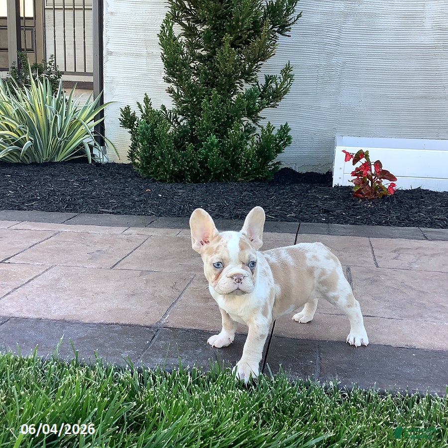 French Bulldog dogs for sale: Alexis - Ad 3