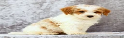 Bichpoo dogs for sale: Ernie - Ad 7