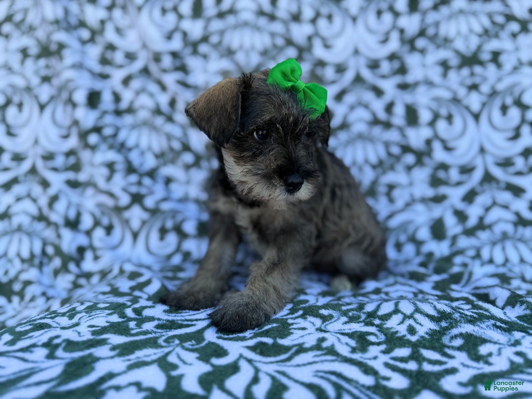 Miniature Schnauzer dogs for sale: Skittles - Ad 6