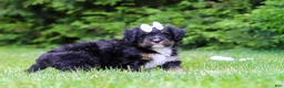 Bernedoodle dogs for sale: Tiana - Ad 4