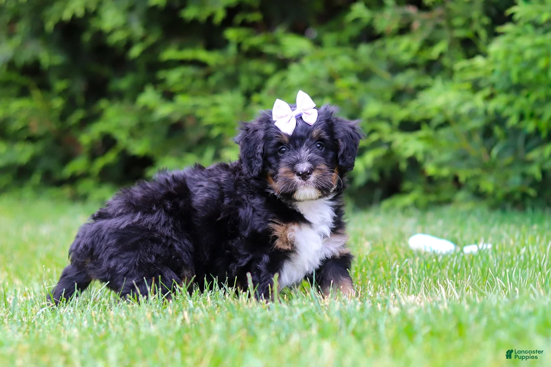 Bernedoodle dogs for sale: Tiana - Ad 4