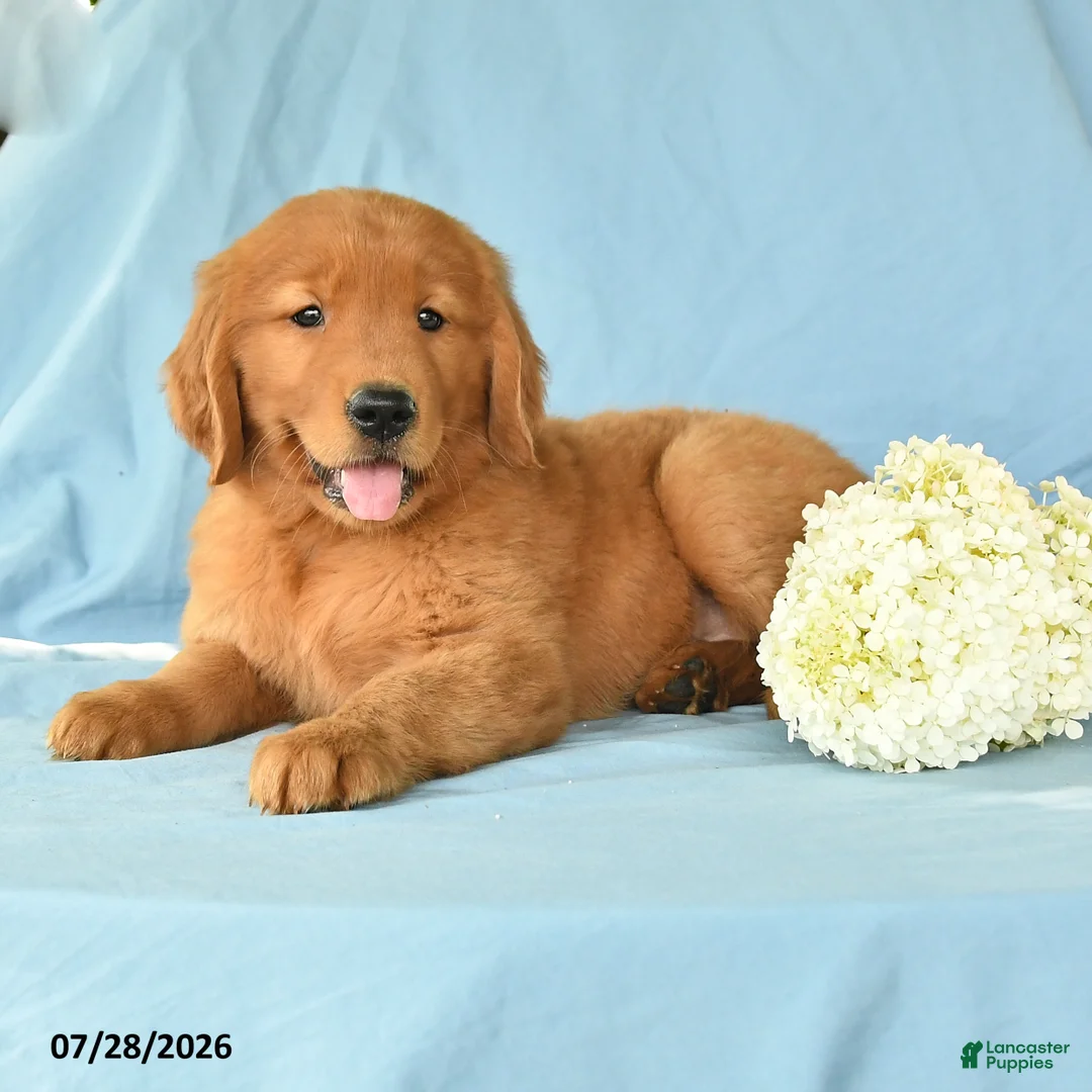 Golden Retriever dogs for sale: Moriah - Ad 3