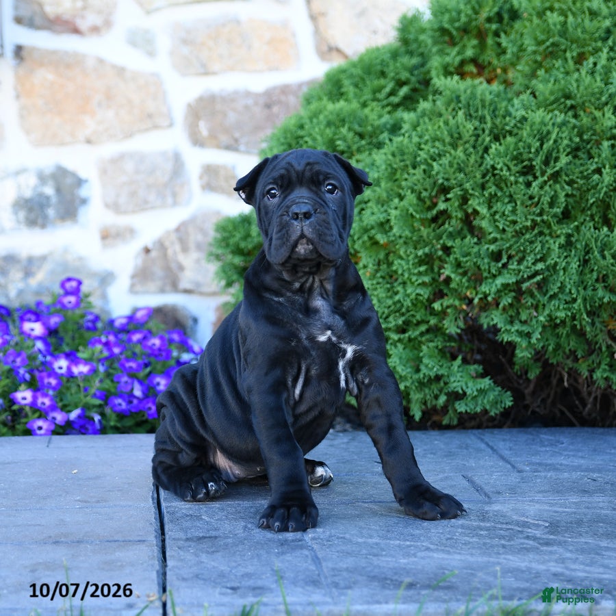 Cane Corso dogs Brooke - Ad 1