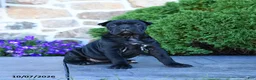 Cane Corso dogs for sale: Brooke - Ad 1
